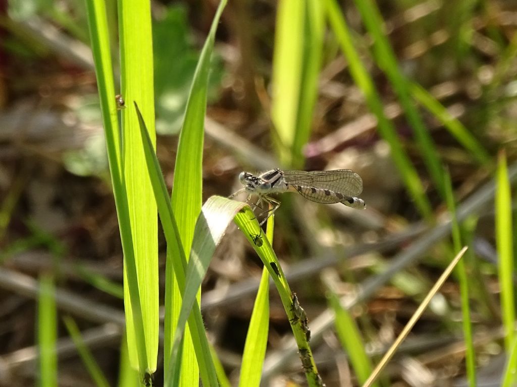 Enallagma cyathigerum  m & f